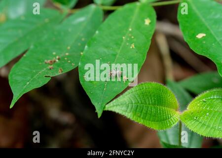 Primo piano un ragno riposo su foglia verde fogliame nella foresta pluviale, foresta, giungla. Foto Stock