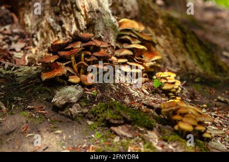 Funghi selvatici su un pavimento di foresta che cresce da grande vecchio radici di albero Foto Stock