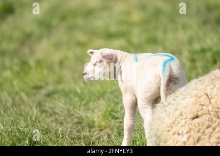 Un agnello bianco neonato. In vista laterale. Una parte di una pecora madre in primo piano in una mattina di primavera Foto Stock