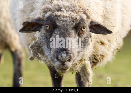 pecora unshorn in un prato di primavera. bella pecora naturale da vicino allevato su una fattoria in un villaggio Foto Stock