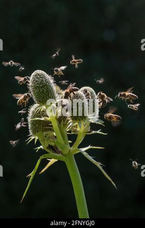 Un'immagine composita che mostra insetti da giardino attratti da Erygium Mare-Holly fiori. Foto Stock
