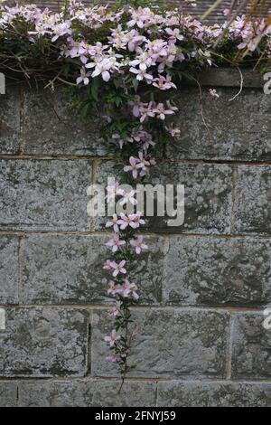 Clematis fiori in Gran Bretagna durante la primavera. Foto Stock