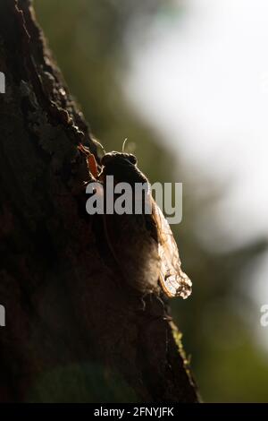 Sillhouette drammatica di una cicada di 17 anni su un tronco di albero. Foto Stock