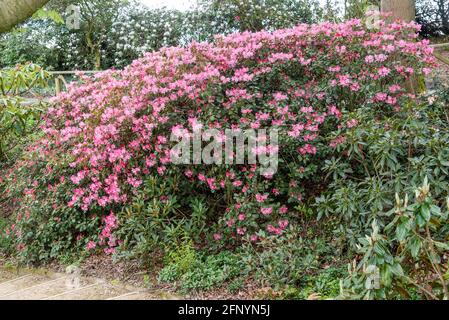 Grande pianta rosa rododendron fiorita Foto Stock