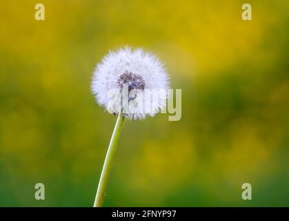 Testa di semi di dente di leone (Taraxacum officinale) Spesso chiamato un orologio dente di leone contro un fuori fuoco prato pieno di latticini gialli Foto Stock