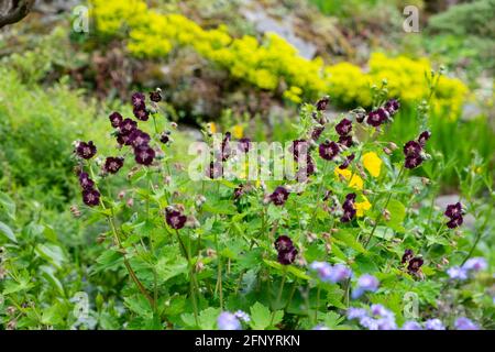 Phaeum viola crepato becco di gru geranio fiori in fiore nel mese di maggio giardino primavera Galles Regno Unito KATHY DEWITT Foto Stock