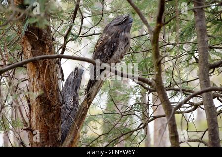 Due uccelli notturni a bocca di rognone, Podargus Strigoides, con piumaggio marrone, camuffati in un albero, Tasmania Foto Stock