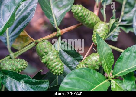 Crude di frutta Noni con foglie verdi. Grande morinda, mulatto indiano, Morinda citrifolia Foto Stock