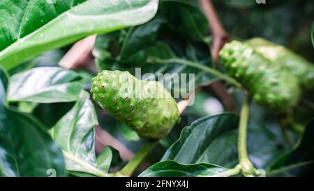 Crude di frutta Noni con foglie verdi. Grande morinda, mulatto indiano, Morinda citrifolia Foto Stock