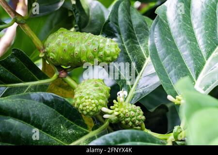 Crude di frutta Noni con foglie verdi. Grande morinda, mulatto indiano, Morinda citrifolia Foto Stock