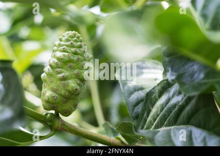 Crude di frutta Noni con foglie verdi. Grande morinda, mulatto indiano, Morinda citrifolia Foto Stock