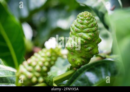 Crude di frutta Noni con foglie verdi. Grande morinda, mulatto indiano, Morinda citrifolia Foto Stock