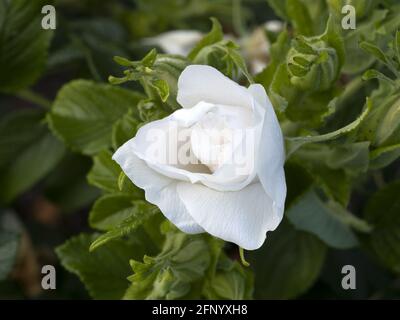 Raro fiore di rosa a coltivazione giardino macro primo piano specie Blanc Double de Coubert Foto Stock