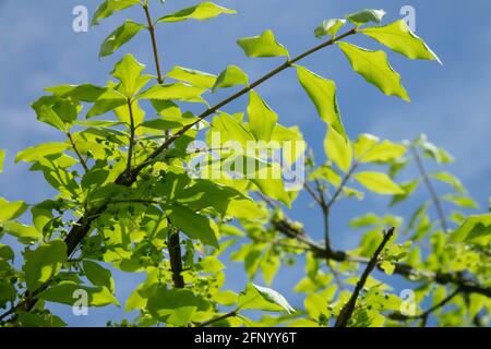 Euonymus alatus fogliame primavera Foto Stock