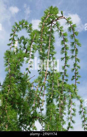 Larix kaempferi 'Stiff Weeper' Larix kaempferi, larca giapponese Foto Stock