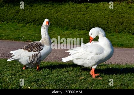 Due oche (Anser anser domesticus), uno bianco e uno grigio, passeggiate sull'erba Foto Stock