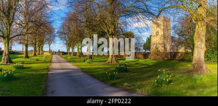 Veduta dei naffodils e della chiesa di St Katherine, Teversal vicino Sutton ad Ashfield, Nottinghamshire, Inghilterra, Regno Unito, Europa Foto Stock