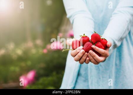 Giovane donna che tiene in mano una manciata di fragole biologiche fresche. Messa a fuoco selettiva con sfondo sfocato. Foto Stock