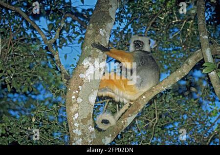 Diademed Sifaka Propithecus propithecus diadema Mantady National Park, Madagascar MA000531 Foto Stock