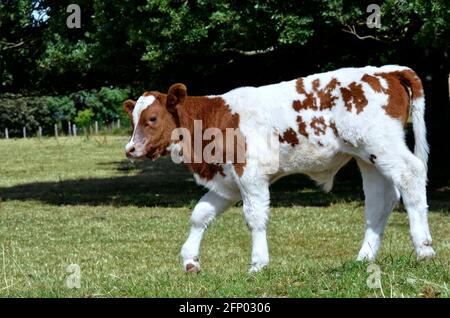 Vitello marrone e bianco che cammina in erba in Francia Foto Stock