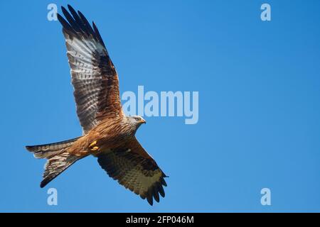 Red Kite (Milvus milvus) che vola contro un cielo blu punteggiato di nuvole. Foto Stock