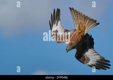 Red Kite (Milvus milvus) che vola contro un cielo blu punteggiato di nuvole. Foto Stock