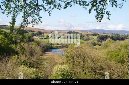 Il fiume South Tyne Valley a Whitchester vicino Haltwhistle, in Northumberland, Inghilterra, Regno Unito Foto Stock