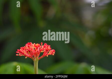 Jatropha multifada fiore con sfondo sfocato Foto Stock