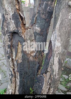 grande tronco d'albero bruciato a morte foto Foto Stock