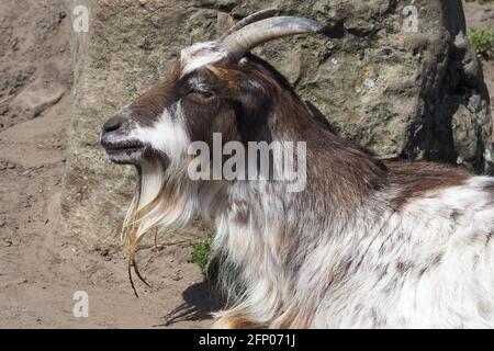 Capra pigmeo africano al sole primaverile Foto Stock