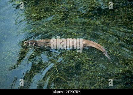 British Otter - Nuoto Lutra lutra lutra The Otter Trust Suffolk, UK MA001149 Foto Stock