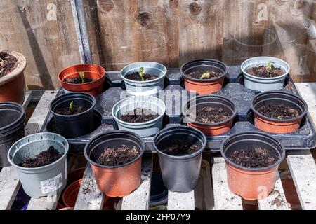 I fagioli del corridore nella serra appena germogliano piantati in pentole per svilupparsi sopra prima di piantare fuori, Northampton, Inghilterra, Regno Unito. Foto Stock