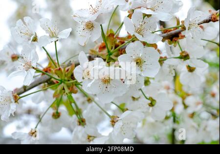 flowering white apple blossom flowers on tree, norfolk, england Foto Stock
