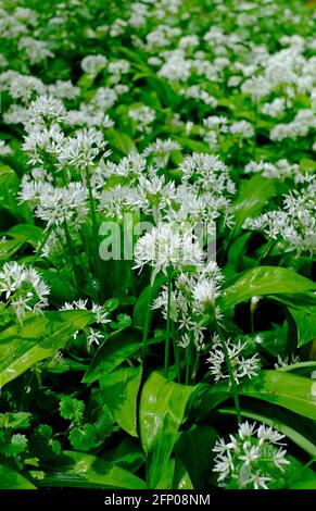 aglio selvatico, ramsons, allium ursinum, norfolk, inghilterra Foto Stock