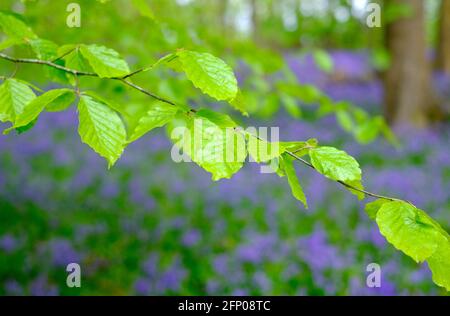 foglie di primavera verde brillante su sfondo boscoso bluebell, norfolk, inghilterra Foto Stock
