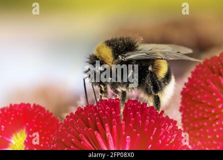 Ape e fiore. Primo piano di un'ape a strisce grandi raccoglie il miele su un su un giorno luminoso Sunny.Summer e sfondi di primavera Foto Stock