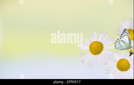 Bella fiori selvatici camomilla, farfalla al mattino foschia in natura deliziosa ariosa immagine artistica. Foto Stock