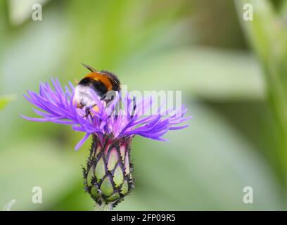 Primo piano di un bumblebee dalla coda bianca (Bombus lucorum) raccogliere polline e nettare da un fiore di mais blu-viola Foto Stock