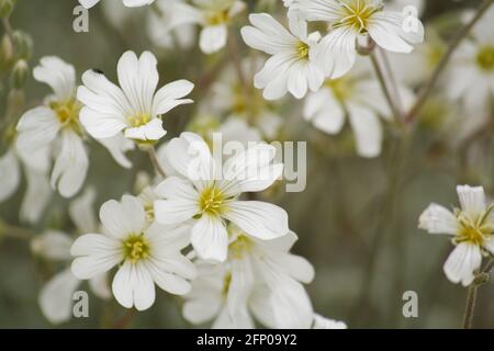 Primo piano di fiori di tomentosum di cerastio bianco in tarda primavera. Conosciuta anche come neve d'estate. Foto Stock