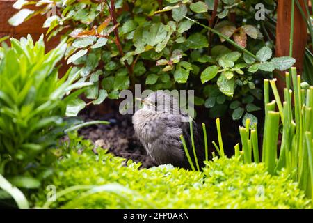 Starling europeo, Sturnus vulgaris, in fuga tra la flora giardino Foto Stock