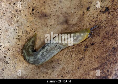 Slug giallo - Limax flavus, molluschi garder color oliva Foto Stock