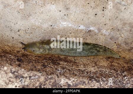 Slug giallo - Limax flavus, molluschi garder color oliva Foto Stock