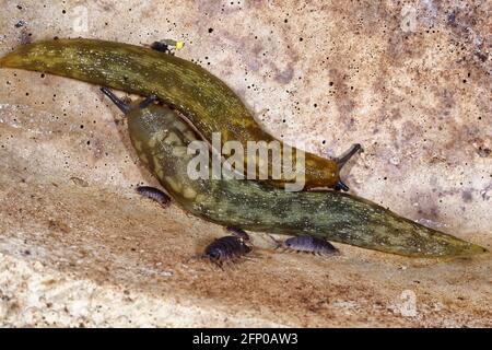 Due lumache gialle - Limax flavus, molluschi garder color oliva Foto Stock