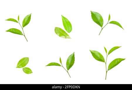 Raccolta di foglie di tè verde isolato su sfondo bianco Foto stock - Alamy