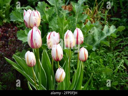 tulipani colorati rossi e bianchi con gocce di pioggia dopo una primavera doccia Foto Stock