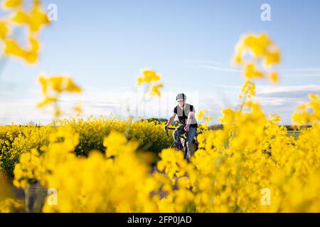Uomo che cavalcano una bicicletta attraverso un campo di canola in pieno fioritura Foto Stock