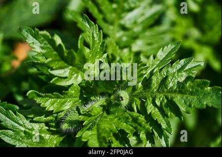 Macro shot del germoglio di papavero (papaver) in un giardino sopravorto. Foto Stock