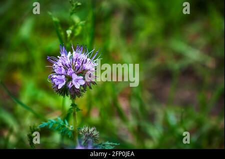 Macrofotografia della testa di una phacelia (boraginaceae) in un giardino in crescita. Foto Stock