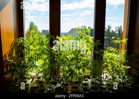 Giovani germogli verdi nel vassoio per cuccioli vicino alla finestra. Piantando semi che crescono in pentole piccole nella molla. Piantagione di verdure in casa Foto Stock