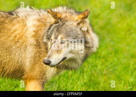 Lupo grigio europeo (Canis lupus lupus lupus) in piedi Foto Stock